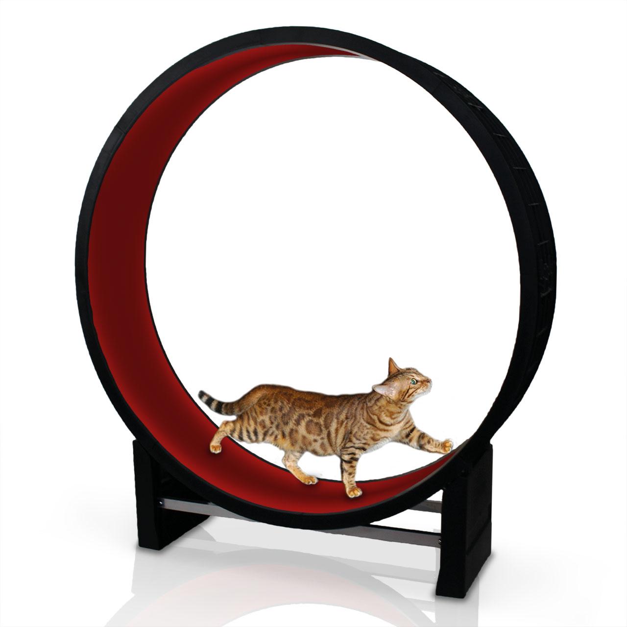 cat wheel training